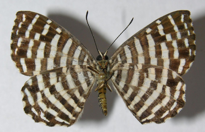 Figura 9. Adulto de larva <i>Hyphilaria thasus</i> (Riodinidae), (macho), mostrando vista ventral, localidad Estción Quica, Sector Pitilla ACG (470). Voucher: 12-SRNP-72165-DHJ567445.jpg.