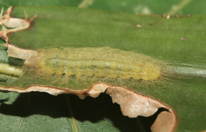 Figura 3. Larvitas de <i>Hyphilaria thasus</i> (Riodinidae), en penúltimo estadío (PU) mostrando vista lateral, localidad Pasmompa, Sector Pitilla ACG (440m). Voucher: 18-SRNP-71357-DHJ742693.jpg.