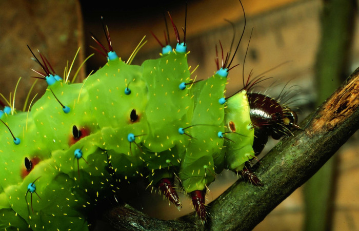 Figura 13. Larva <i>Copaxa rufstralica</i> (Saturniidae) posición tórax y cabeza lateral en la hoja de la planta <i>Cinnamomum brenesii</i> (Lauraceae).01-SRNP-2353-DHJ60819.jpg.