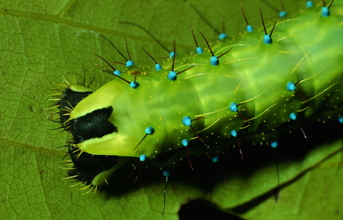 Figura 14. Larva <i>Copaxa rufstralica</i> (Saturniidae) posición cola en la hoja de la planta <i>Nectandra hihua</i> (Lauraceae).01-SRNP-2353-DHJ60824.jpg.