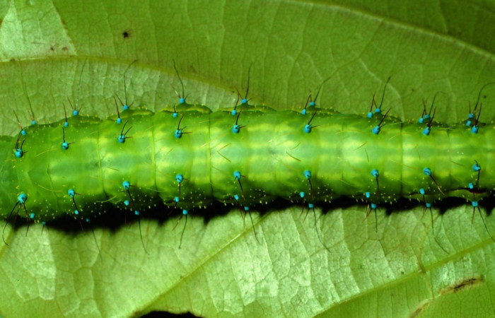 Figura 15. Larva <i>Copaxa rufstralica</i> (Saturniidae) posición dorsal en la hoja de la planta <i>Nectandra hihua</i> (Lauraceae). 01-SRNP-2353-DHJ60828.jpg.