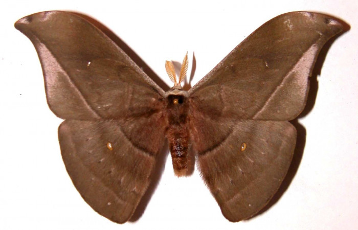 Figura 19. Adulto <i>Copaxa rufstralica</i> (Saturniidae), macho posición dorsal. 02-SRNP-23222-DHJ35918.