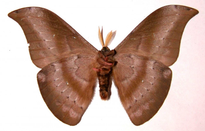 Figura 20. Adulto <i>Copaxa rufstralica</i> (Saturniidae), macho posición ventral. 02-SRNP-23222-DHJ35919.