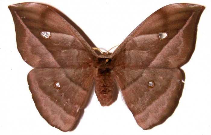Figura 21. Adulto <i>Copaxa rufstralica</i> (Saturniidae), hembra posición dorsal. 02-SRNP-23310-DHJ35916.