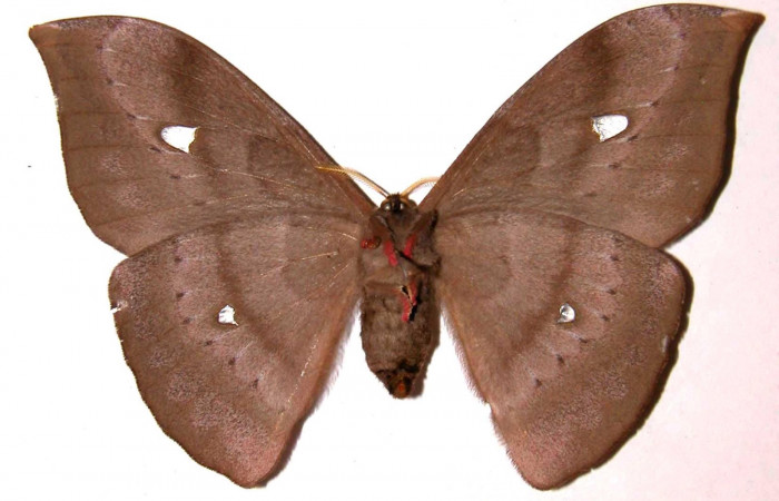 Figura 22. Adulto <i>Copaxa rufstralica</i> (Saturniidae), hembra posición ventral. 02-SRNP-23310-DHJ35917.