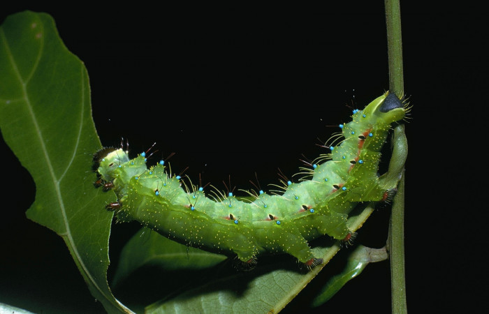 Figura 16. Larva <i>Copaxa rufstralica</i> (Saturniidae) posición lateral en la hoja de la planta <i>Nectandra hihua</i> (Lauraceae). 04-SRNP-1482-DHJ81815.jpg.