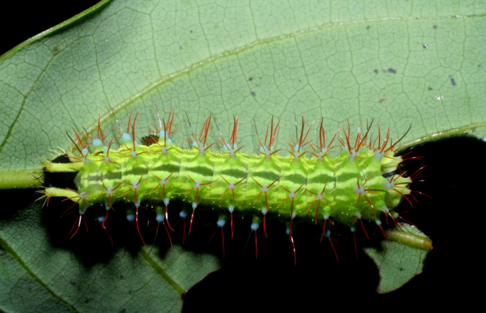 Figura 9. Larva <i>Copaxa rufstralica</i> (Saturniidae) posición dorso en la hoja de la planta <i>Persea americana</i> (introducido) (Lauraceae). 08-SRNP-35763-DHJ441298.jpg.