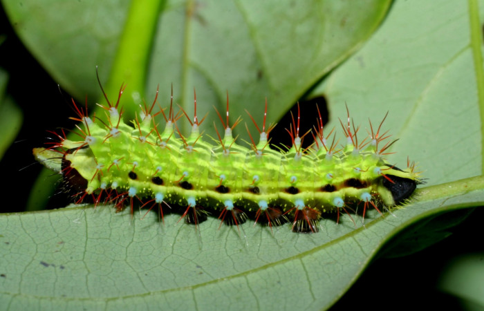 Figura 10. Larva <i>Copaxa rufstralica</i> (Saturniidae) posición lateral en la hoja de la planta <i>Persea americana</i> (introducido) (Lauraceae). 08-SRNP-35763-DHJ441299.jpg.