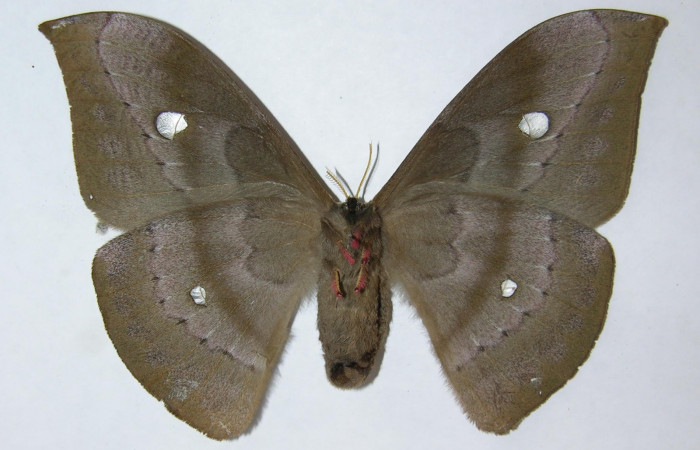 Figura 1. Adulto <i>Copaxa rufstralica</i> (Saturniidae), macho posición ventral. 08-SRNP-37590-DHJ512569.