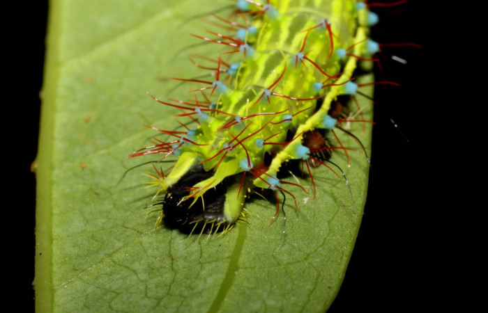 igura 11. Larva <i>Copaxa rufstralica</i> (Saturniidae) posición cola en la hoja de la planta <i>Persea americana</i> (introducido) (Lauraceae). 10-SRNP-35083-DHJ472256.jpg.