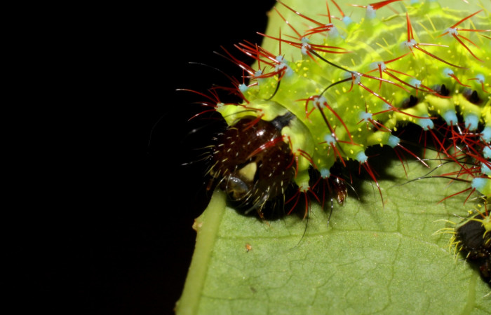 Figura 12. Larva <i>Copaxa rufstralica</i> (Saturniidae) posición cabeza en la hoja de la planta <i>Cinnamomum brenesii</i> (Lauraceae).10-SRNP-35083-DHJ472259.jpg.