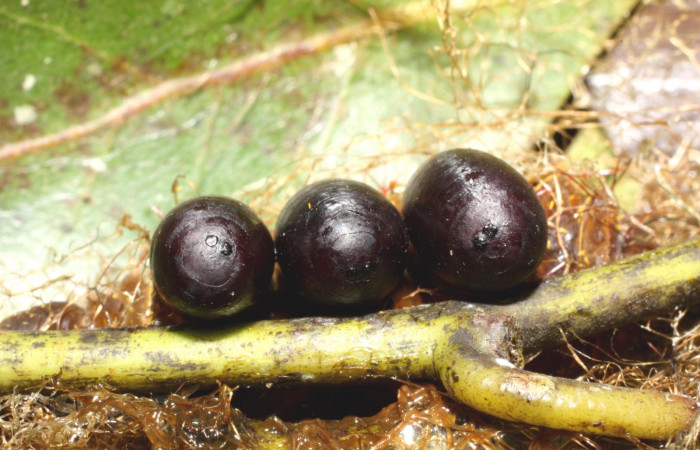Figura 23. Puparios de parásito (Tachinidae), que atacan a <i>Copaxa rufstralica</i> (Saturniidae), 12-SRNP-35372-DHJ490170.jpg.