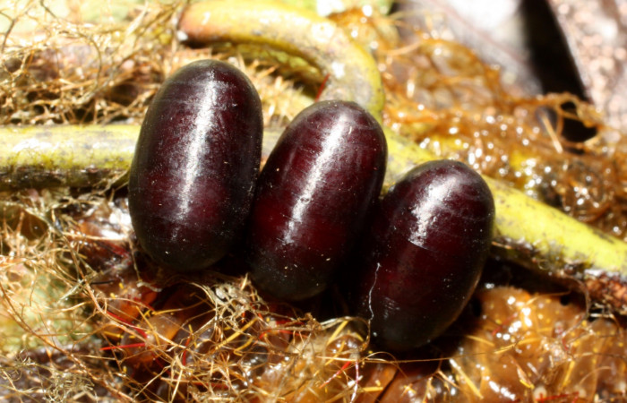 Figura 24. Puparios de parásito (Tachinidae), atacan a <i>Copaxa rufstralica</i> (Saturniidae), 12-SRNP-35372-DHJ490172.jpg.
