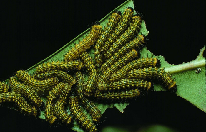 Figura 5. Larvas <i>Copaxa rufstralica</i> (Saturniidae) posición dorsal en la hoja de la planta <i>Beilschmiedia brenesii</i> (Lauraceae). 98-SRNP-2090-DHJ44143.jpg.