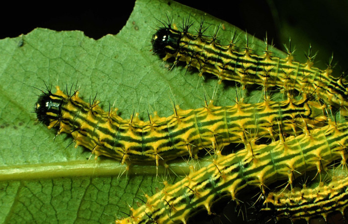 Figura 6. Larvas <i>Copaxa rufstralica</i> (Saturniidae) posición cabeza en la hoja de la planta <i>Beilschmiedia brenesii</i> (Lauraceae). 97-SRNP-1136.1-DHJ40921.jpg.