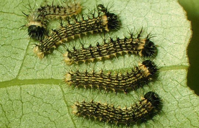 Figura 4. Larvas <i>Copaxa rufstralica</i> (Saturniidae) posición dorsal en la hoja de la planta <i>Beilschmiedia brenesii</i> (Lauraceae). 98-SRNP-2090-DHJ44143.jpg.