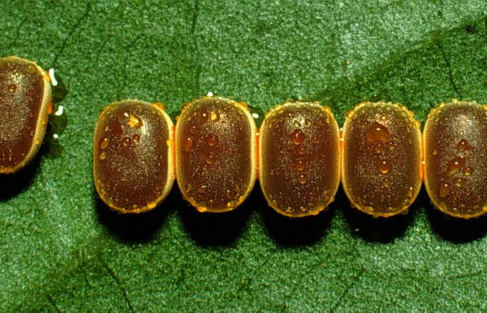 Figura 2. Huevos de larva <i>Copaxa rufstralica</i> (Saturniidae), en la hoja de la planta <i>Beilschmiedia brenesii</i> (Lauraceae). 99-SRNP-341-DHJ50143.jpg.