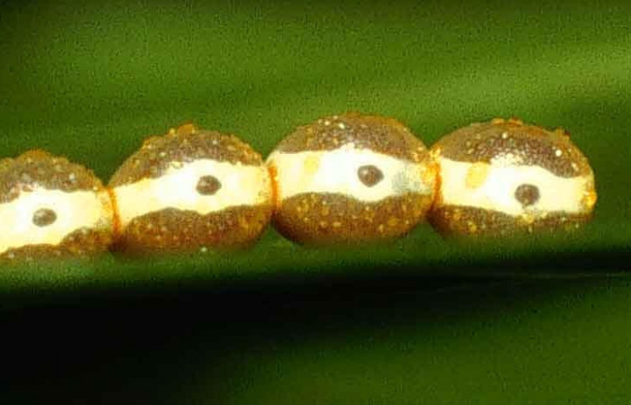 Figura3. Huevos de larva <i>Copaxa rufstralica</i> (Saturniidae), en la hoja de la planta <i>Beilschmiedia brenesii</i> (Lauraceae). 99-SRNP-341-DHJ50145.jpg.