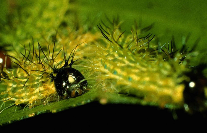 Figura 7. Larvas <i>Copaxa rufstralica</i> (Saturniidae) posición cabezas, en la hoja de la planta <i>Beilschmiedia brenesii</i> (Lauraceae). 99-SRNP-347-DHJ50147.jpg.