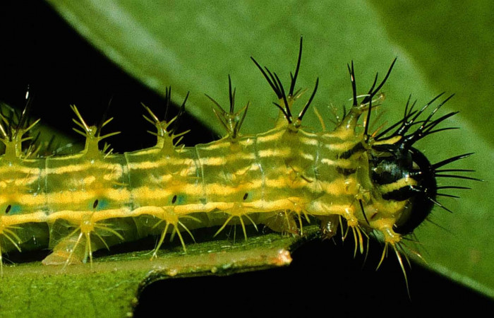 Figura 8. Larva<i> Copaxa rufstralica</i> (Saturniidae) posición cabezas lateral en la hoja de la planta <i>Beilschmiedia brenesii</i> (Lauraceae). 99-SRNP-347-DHJ50148.jpg.