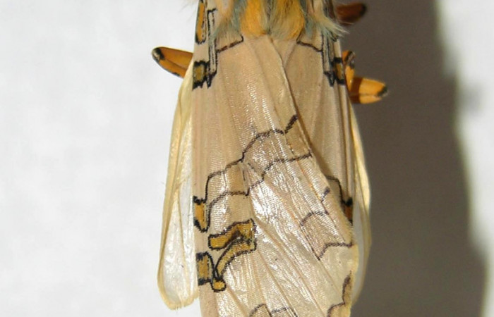 Figura 14. Detalle del adulto, <i>Halysidota orientalis</i> (Erebidae). (06-SRNP-7936-DHJ360946).
