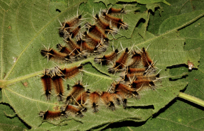 Figura 2. Detalle del grupo, <i>Halysidota orientalis</i> (Erebidae) en tercer estadíos. (19-SRNP-26464-DHJ761210).