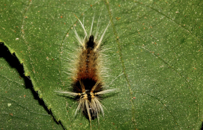 Figura 4. Detalle dorsal <i>Halysidota orientalis</i> (Erebidae). (19-SRNP-26464-DHJ761214).