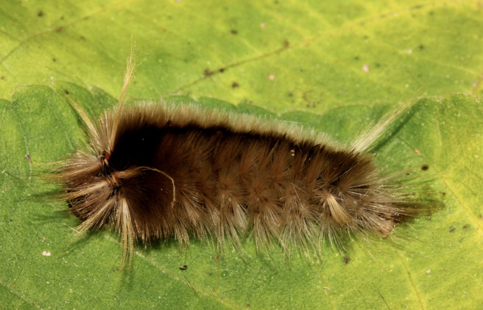 Figura 6. Detalle en su último estadíos <i>Halysidota orientalis</i> (Erebidae). (19-SRNP-26504-DHJ761246). 