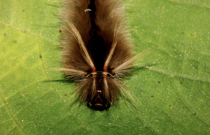 Figura 7. Detalle de cabeza, <i>Halysidota orientalis</i> (Erebidae). (19-SRNP-26504-DHJ761250).