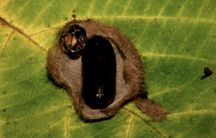 Figura 11. Detalle de pupa, <i>Halysidota orientalis</i> (Erebidae). (19-SRNP-26504-DHJ761297).
