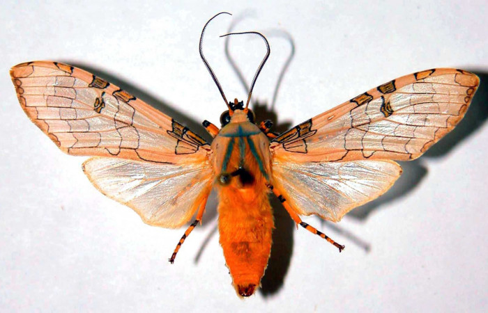 Figura 12. Detalle dorsal, <i>Halysidota orientalis</i> (Erebidae). (81-SRNP-142-DHJ39062).