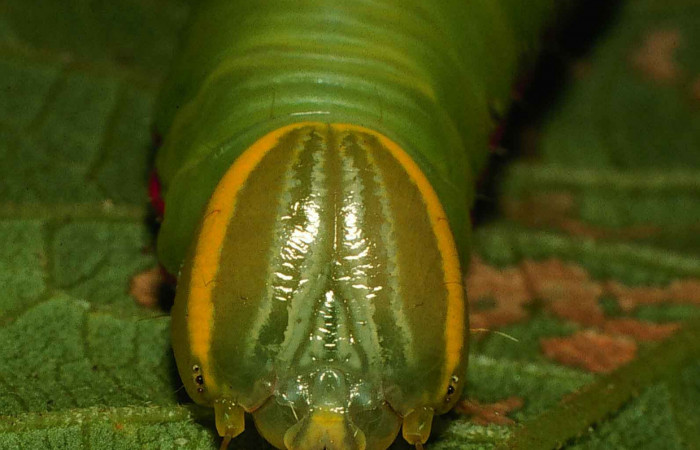 Figura 2.  Larva de <i>Hemiceras conspirata</i> detalle de  Cabeza.  (00-SRNP-12189-DHJ55126).