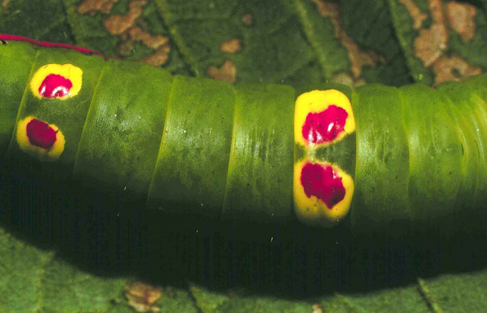 Figura 3.  Larva de <i>Hemiceras conspirata</i>, detalle de manchas en su dorso, en ultimo estadio en último estadio.  (00-SRNP-12189-DHJ55127).