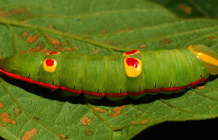 Figura 4.  Larva de <i>Hemiceras conspirata</i> vista lateral en último estadio.  (00-SRNP-12189-DHJ55129).