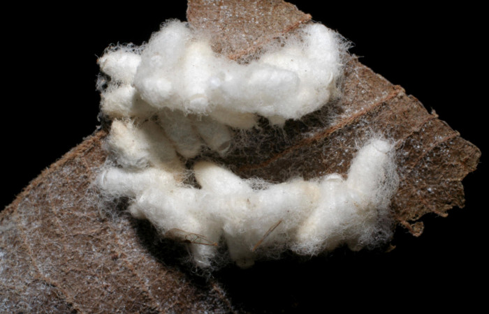 Figura 14.  Capullos de Braconidae, <i>Parapanteles Valeri</i>
parásito que ataca a la larva <i>Hemiceras conspirata</i>. (05-SRNP-2524-DHJ423985).