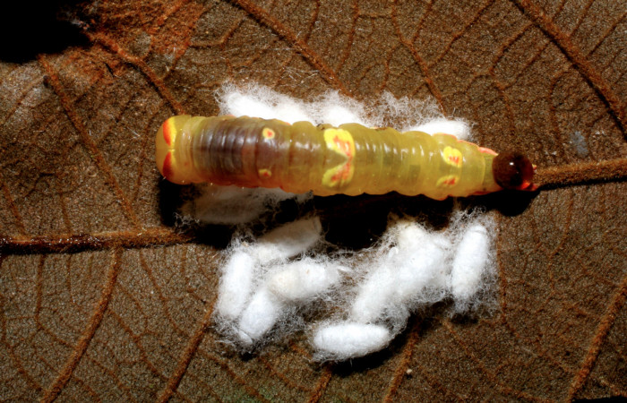 Figura 15.  Capullos de Braconidae, <i>Parapanteles</i>,
parásito que ataca a la larva <i>Hemiceras conspirata</i>. (07-SRNP-33320-DHJ430387).