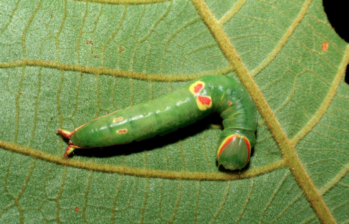 Figura 1.  Larva de <i>Hemiceras conspirata</i> en penúltimo  estadío, vista dorsal.  (07-SRNP-33764-DHJ430941).
