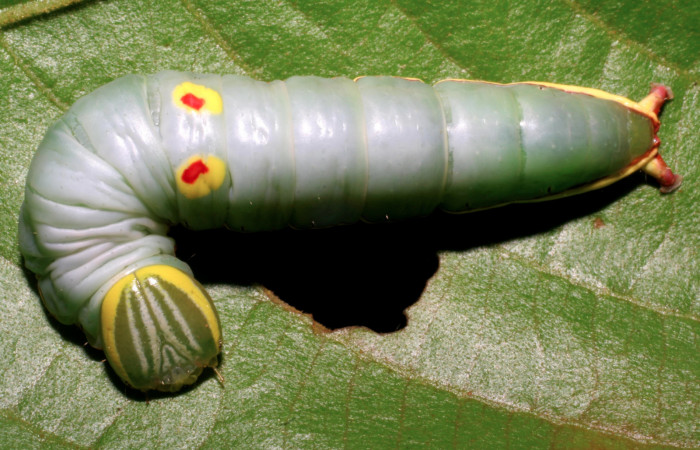 Figura 6.  Larva de <i>Hemiceras</i> conspirataDHJ01  vista dorsal en último estadio.  (07-SRNP-42819-DHJ434877).