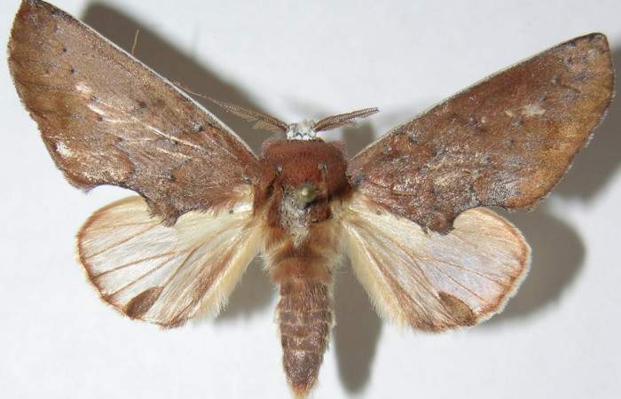 Figura 19.  Adulto de <i>Hemiceras</i> conspirataDHJ02, vista lateral. (07-SRNP-4548-DHJ386500).