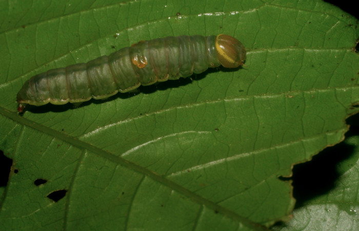 Figura 10.  Prepupa de <i>Hemiceras</i> conspirataDHJ02 vista lateral .  (07-SRNP-5194-DHJ434079).