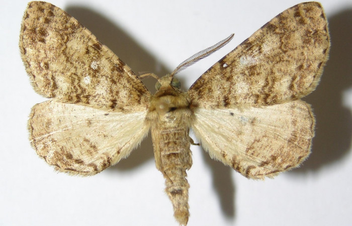 Fig. 2. Adulto <i>Pherotesia minuisca</i>, posición dorsal, macho. Area de Conservación Guanacaste, Sector Cacao, Sendero Circular, elevación 1185 m.s.n.m.  (02-SRNP-8214-DHJ325716).