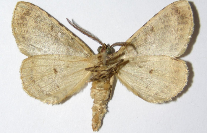 Fig. 3. Adulto <i>Pherotesia minuisca</i>, posición ventral, macho. Area de Conservación Guanacaste, Sector Cacao, Sendero Circular, elevación 1185 m.s.n.m.  (02-SRNP-8214-DHJ325717).