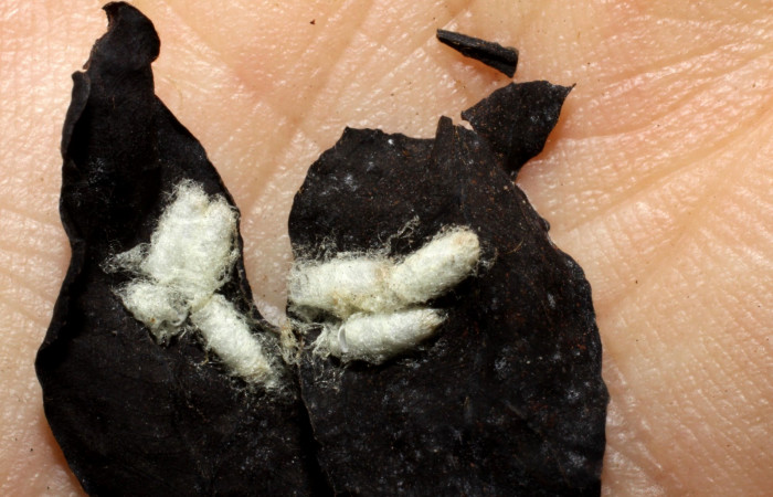 Fig. 14. Capullo de avispas de la familia Braconidae, <i>Cotesia</i> Whitfield98, parásito de larva <i>Pherotesia minuisca</i>. Area de Conservación Guanacaste, Sector Cacao, Sendero Toma Agua, elevación 1140 m.s.n.m.  (09-SRNP-35397-DHJ467941.jpg).