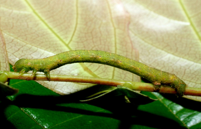 Fig. 10. Larva U estadío <i>Pherotesia minuisca</i>, posición lateral. Area de Conservación Guanacaste, Sector Cacao, Sendero Toma Agua, elevación 1140 m.s.n.m.  (09-SRNP-35461-DHJ455508).