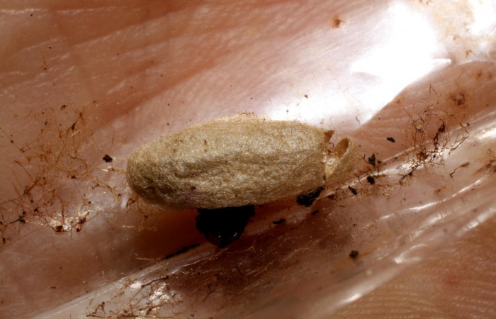 Fig. 15. Capullo de avispa de la familia Braconidae, <i>Stantonia Janzen12, parásito de larva <i>Pherotesia minuisca</i>. Area de Conservación Guanacaste, Sector Cacao, Sendero Toma Agua, elevación 1140 m.s.n.m.  (09-SRNP-35488-DHJ467952.jpg).