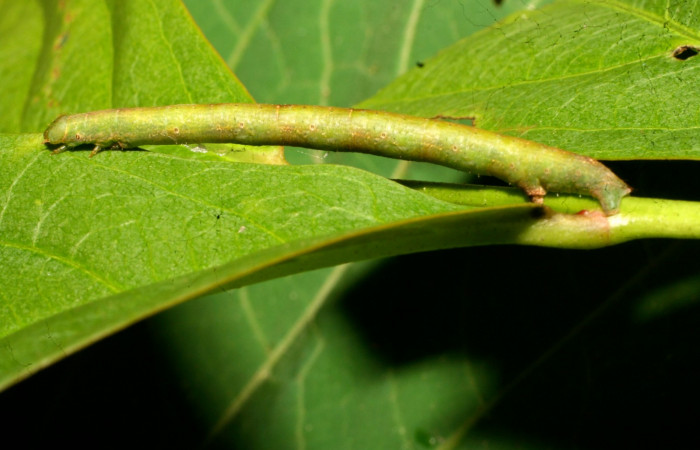 Fig. 12. Larva U estadío <i>Pherotesia supplanaria</i>, posición lateral. Area de Conservación Guanacaste, Sector Pitilla, Sendero Cuestona, elevación 640 m.s.n.m.  (11-SRNP-330713-DHJ481865).
