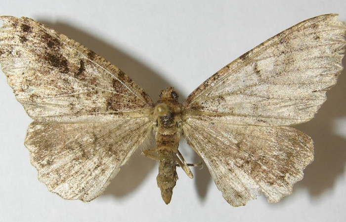 Fig. 13. Adulto <i>Pherotesia supplanaria</i>, posición dorsal. Area de Conservación Guanacaste, Sector Pitilla, Sendero Cuestona, elevación 640 m.s.n.m.  (11-SRNP-30713-DHJ541444).