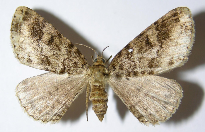 Fig. 4. Adulto <i>Pherotesia minuisca</i>, posición dorsal, hembra. Area de Conservación Guanacaste, Sector Cacao, Sendero Maritza, elevación 760 m.s.n.m.  (99-SRNP-263-DHJ325718).