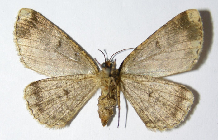 Fig. 5. Adulto <i>Pherotesia minuisca</i>, posición ventral, hembra. Area de Conservación Guanacaste, Sector Cacao, Sendero Maritza, elevación 760 m.s.n.m.  (99-SRNP-263-DHJ325719).