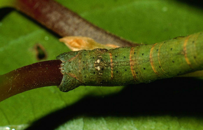 Fig. 8. Larva U estadío <i>Pherotesia minuisca</i>, posición trasera. Area de Conservación Guanacaste, Sector Cacao, Sendero Maritza, elevación 760 m.s.n.m.  (99-SRNP-263-DHJ50086).